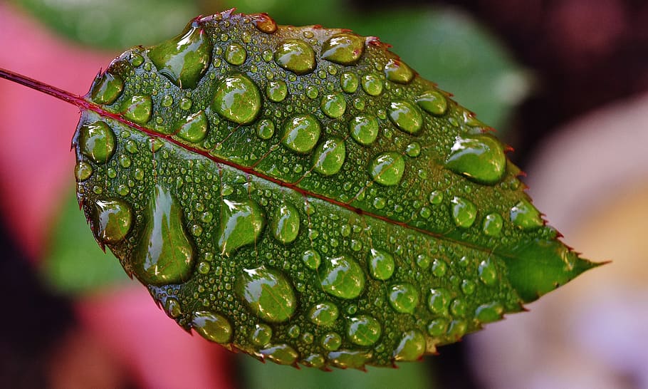 shallow focus photography of green wet leaf, rosenblatt, drip HD wallpaper