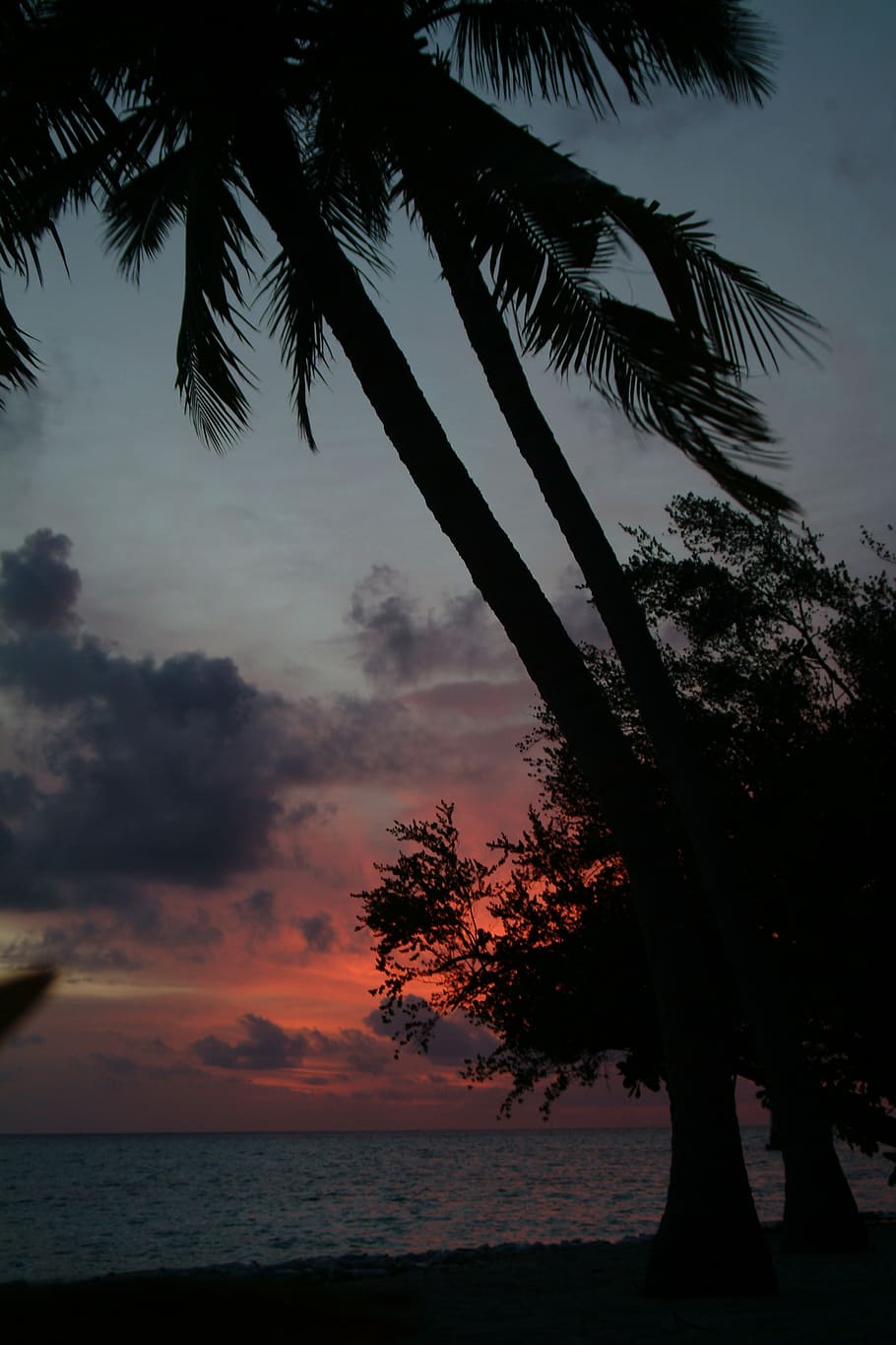 maldives, beach, sunset, sky, tree, water, sea, silhouette HD wallpaper