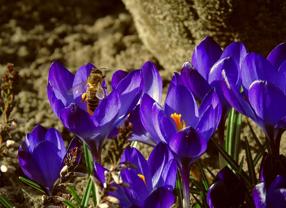 bee, crocus, honey bee, foraging, insect, spring, blue, garden HD wallpaper