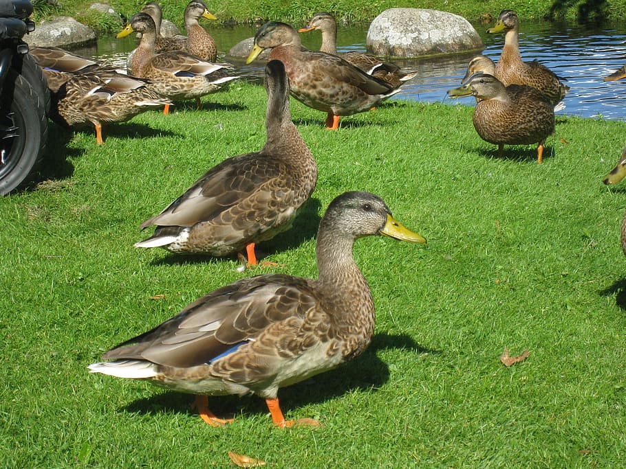 ducks, grass, park, summer, water, stones, bird, animal, nature HD wallpaper