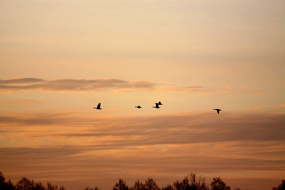 birds, spring, geese, nature, sunset, flying, sky, animal, wildlife HD wallpaper
