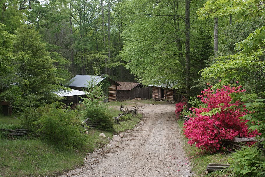 spring, georgia, azaleas, ga, county, cabin, forest, dirt road HD wallpaper