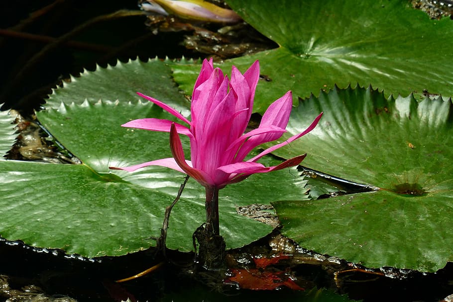 selective focus photo of pink waterlily, heviz, hungary, thermal spring, HD wallpaper