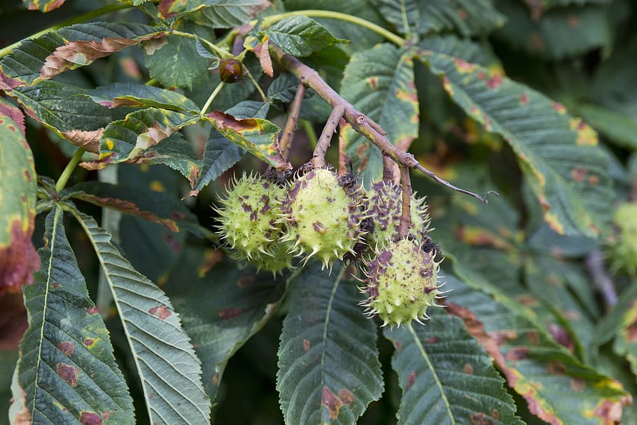 Nature, Tree, Chestnut, Leaves, deciduous trees, leaf, green color HD wallpaper
