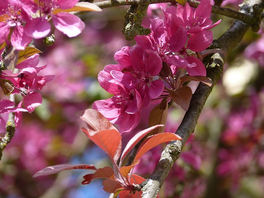 blossom, bloom, spring, pink, flowers, nature, plant, tree HD wallpaper