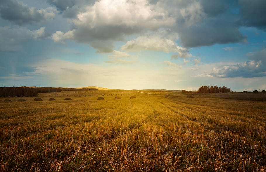 brown grass field under cloudy sky, landscape, nature, haymaking HD wallpaper