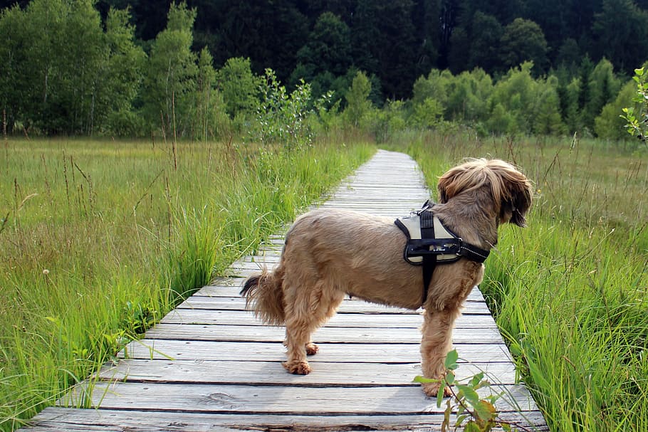 tan dog on dock, Terrier, Away, Path, Wait, Watch, trail, walk HD wallpaper