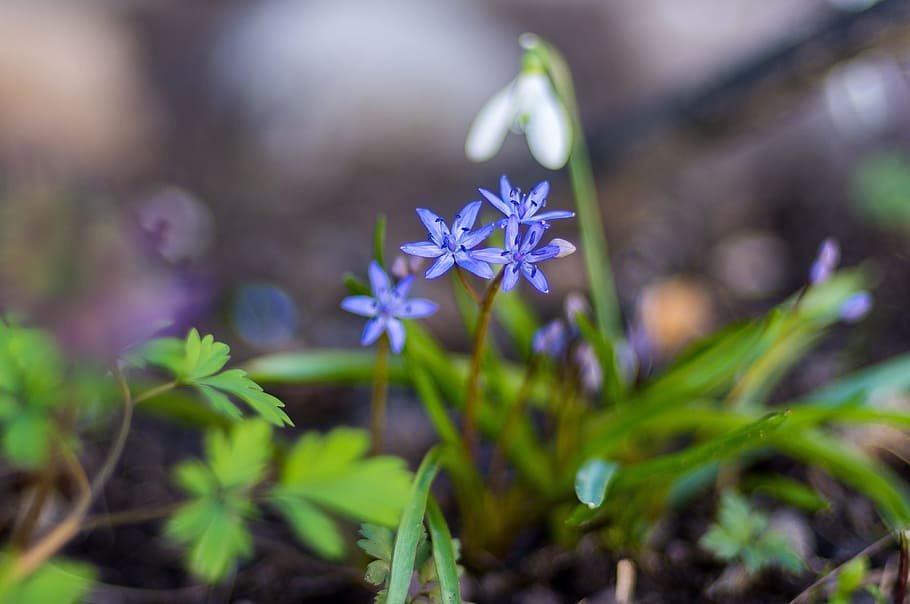 Flowers, Spring, Green, Purple, White, small, nature, plant HD wallpaper