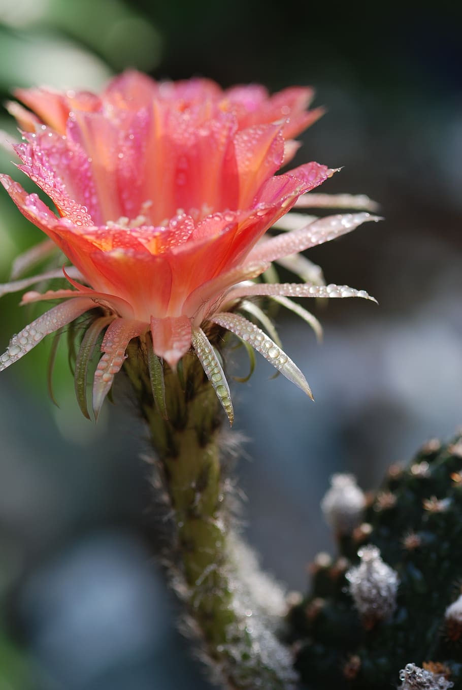 flowers, cactus, spring, natural, crystal clear, grass, refreshing HD wallpaper