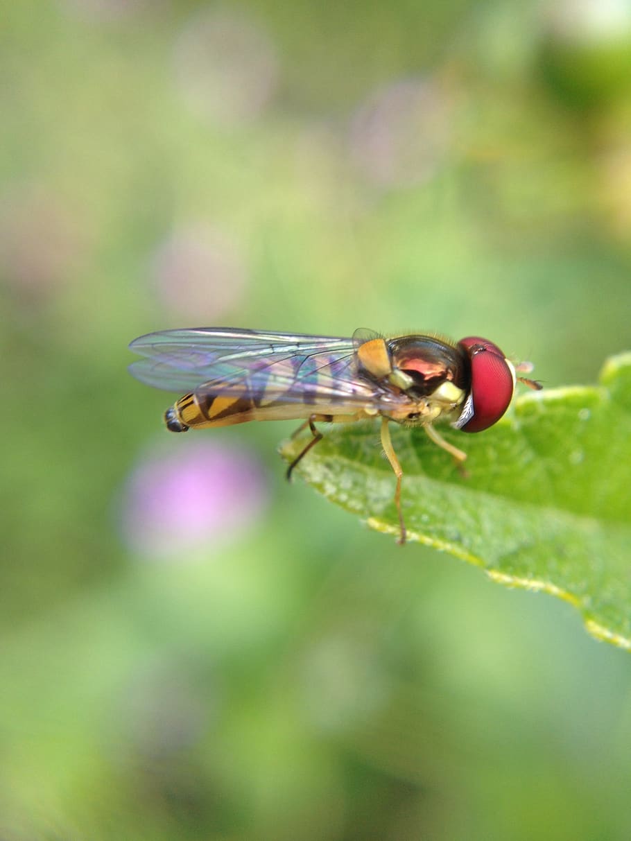 macro, insect, nature, bee, colorful, leaf, small, animal themes HD wallpaper