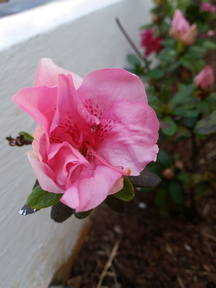 flower, rosa, lawn, flowering plant, pink color, petal, beauty in nature HD wallpaper