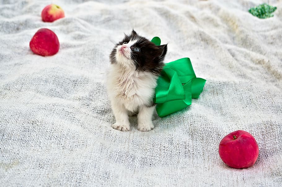 kitten, cute, view, pets, mammal, domestic, domestic animals HD wallpaper