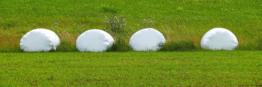 bale, silage bales, meadow, grassland, round bales, grass silage HD wallpaper