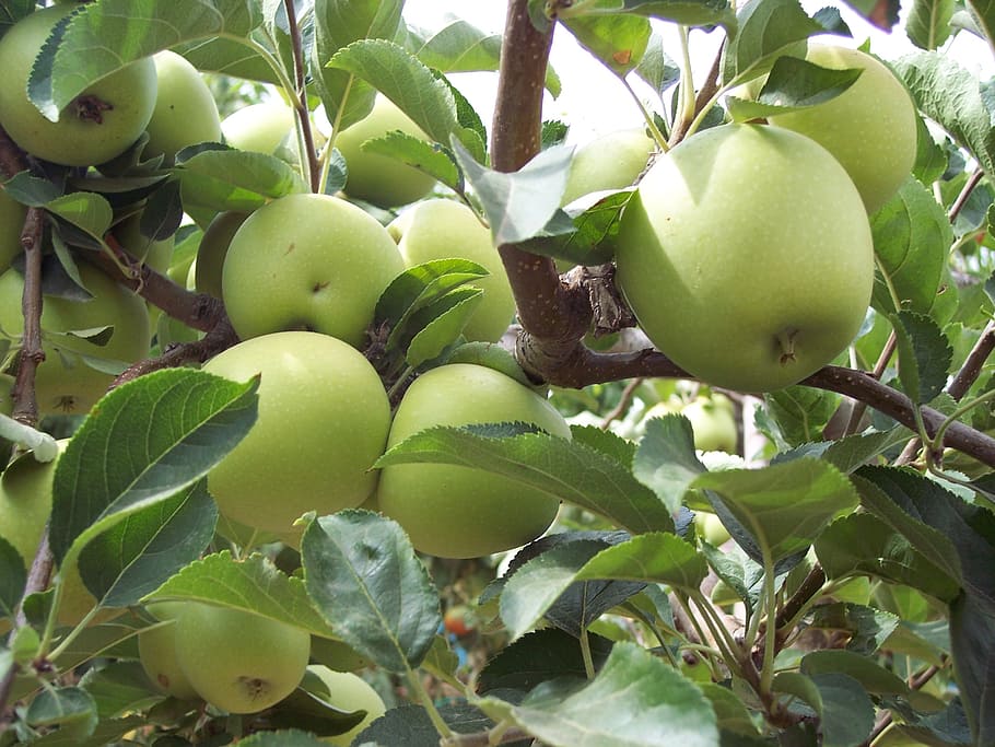 green apple, apples, fruit, healthy eating, food and drink HD wallpaper