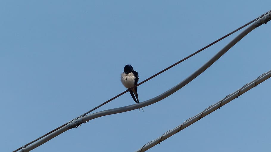 swallow, sky, bird, dom, animal wildlife, vertebrate, animal themes HD wallpaper