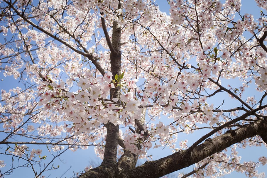 sakura, japan, spring, flower, pink, season, plant, april, cherry blossom viewing HD wallpaper