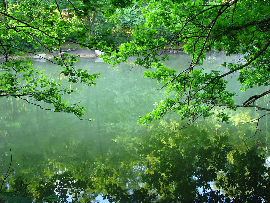 water, reflection, lake, nature, tree, plant, green color, growth HD wallpaper