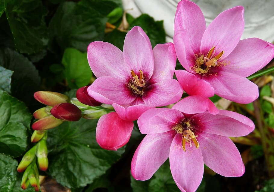 Pink, Spring, Flower, pink color, petal, growth, flower head HD wallpaper