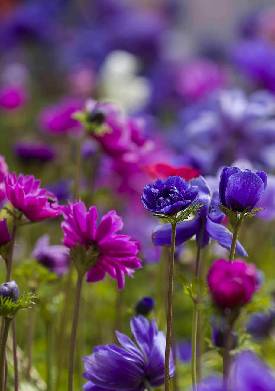 pink and purple flowers, purple and pink anemone flowers in bloom HD wallpaper
