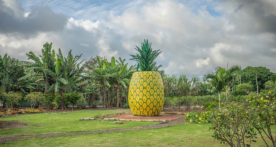 Pineapple Decoration, Dole Plantation, hawaii, oahu, tropical, HD wallpaper