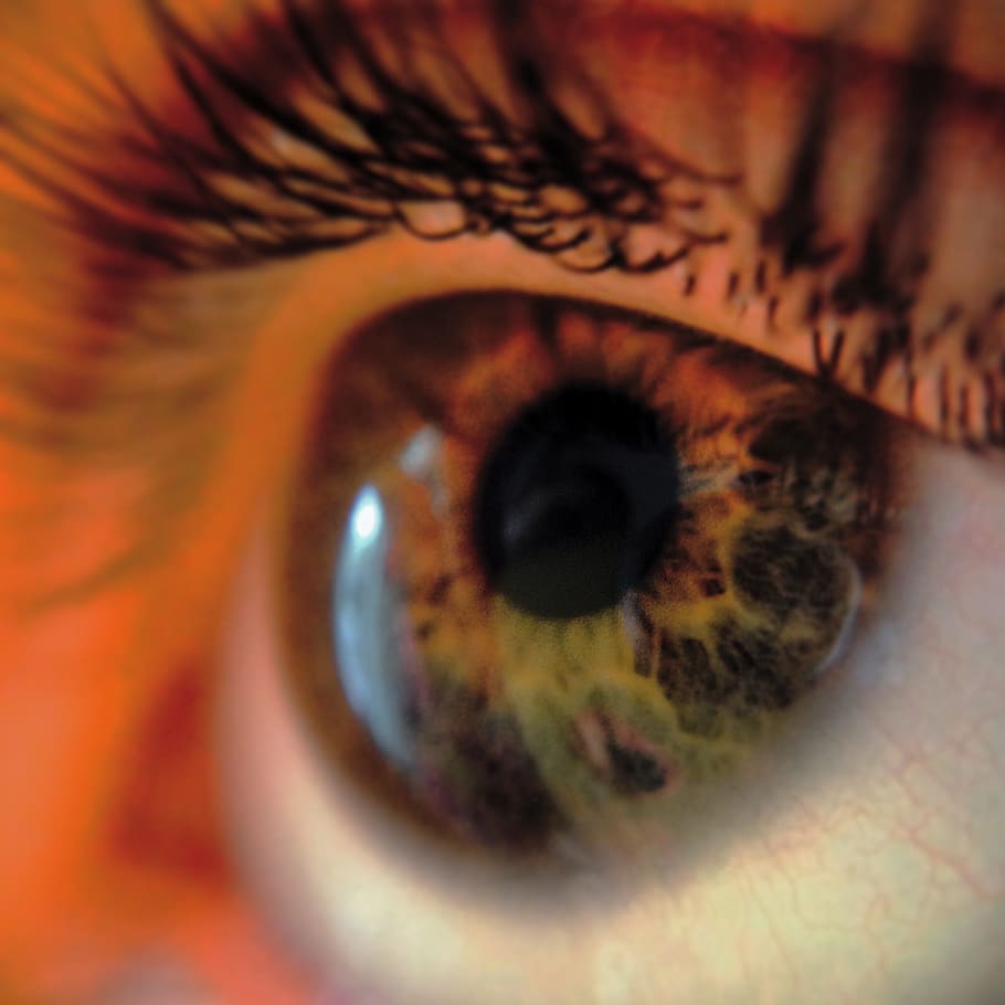 eye, macro, close-up, eyelashes, eyesight, human eye, sensory perception HD wallpaper