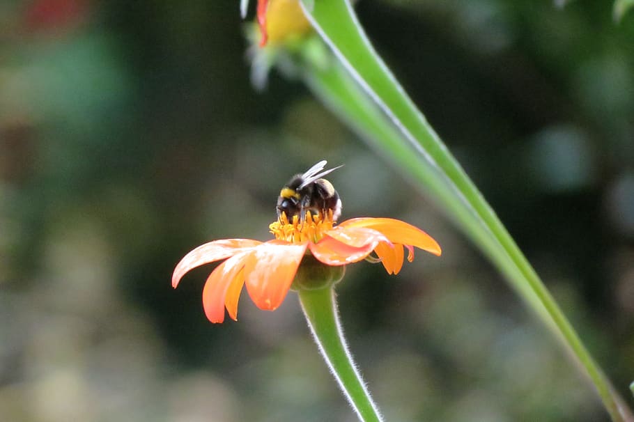 Bee, Blossom, Bloom, Insect, Nature, pollination, flower, nectar HD wallpaper