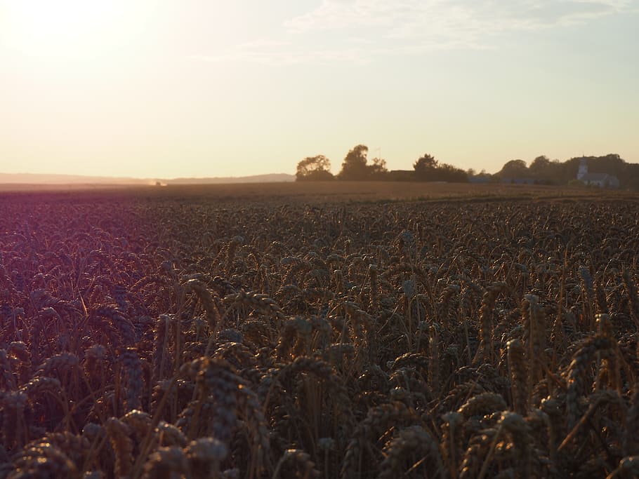 evening sun, wheat field, mark, sky, landscape, tranquility HD wallpaper