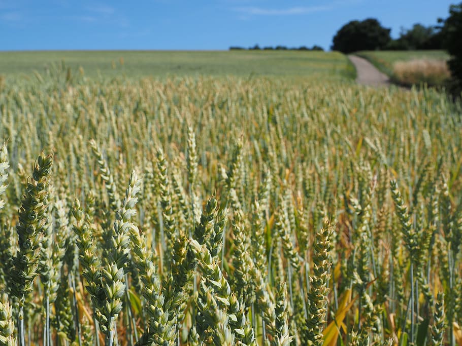 wheat, wheat field, cereals, ear, grain, cornfield, food, agriculture HD wallpaper