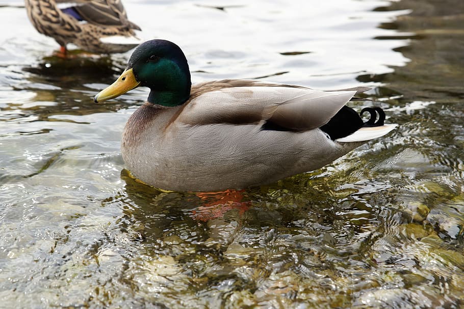 duck, water, lake, bird, animal themes, animals in the wild HD wallpaper
