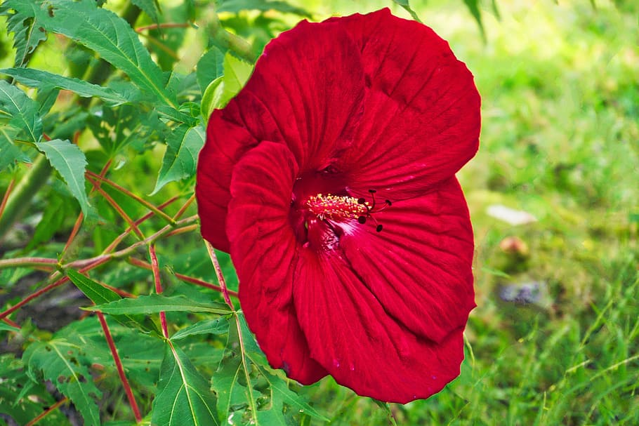 flower, hdr, nature, bloom, vibrant, colorful, garden, red HD wallpaper