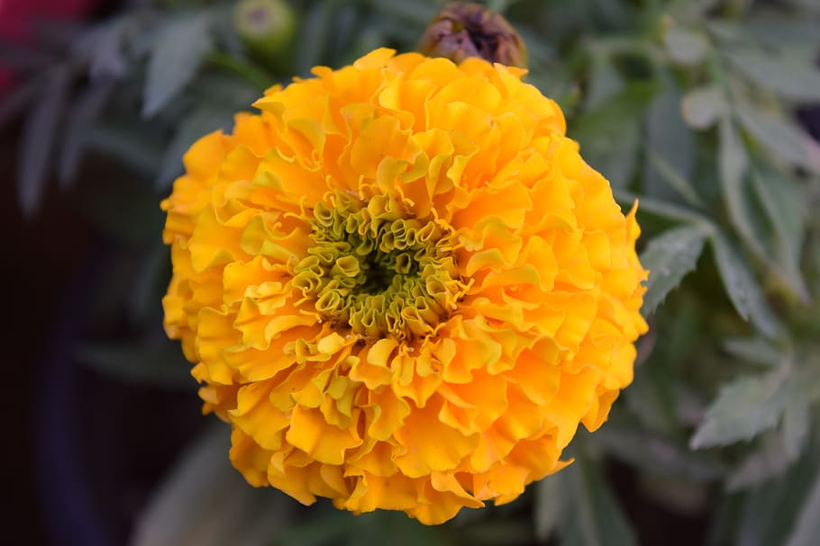 flowers, nature, spring, flowering plant, inflorescence, petal HD wallpaper