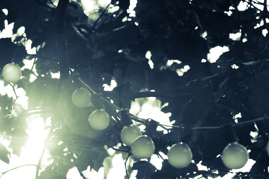 string lights, bulbs, trees, nature, sunshine, plant, leaf HD wallpaper