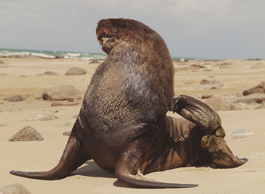 black sea lion on sand, sea lion on seashore, seal, sealion, beach, HD wallpaper