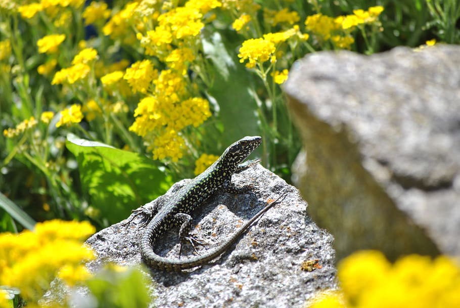 black lizard under sunny sky, reptile, nature, solid, plant HD wallpaper