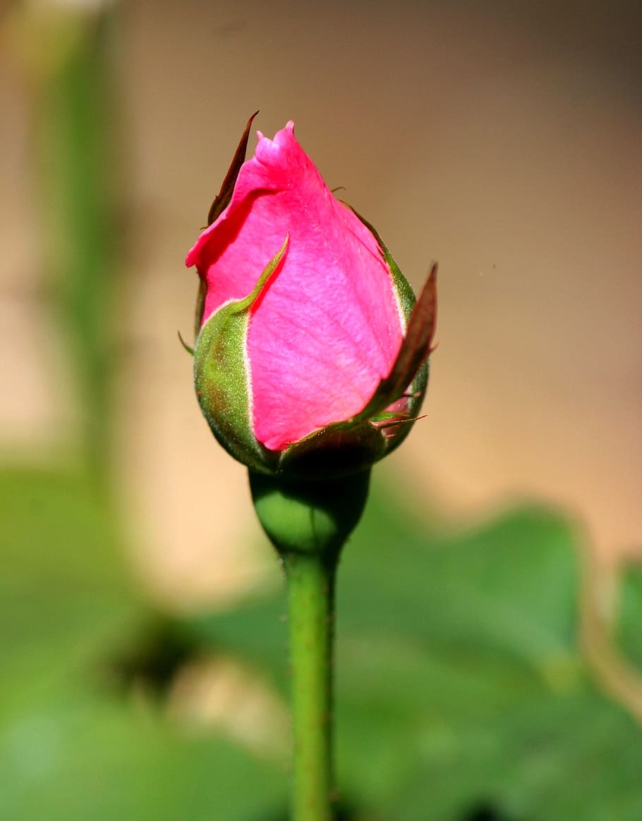 rosebud, flower, blossom, petal, floral, romantic, bouquet