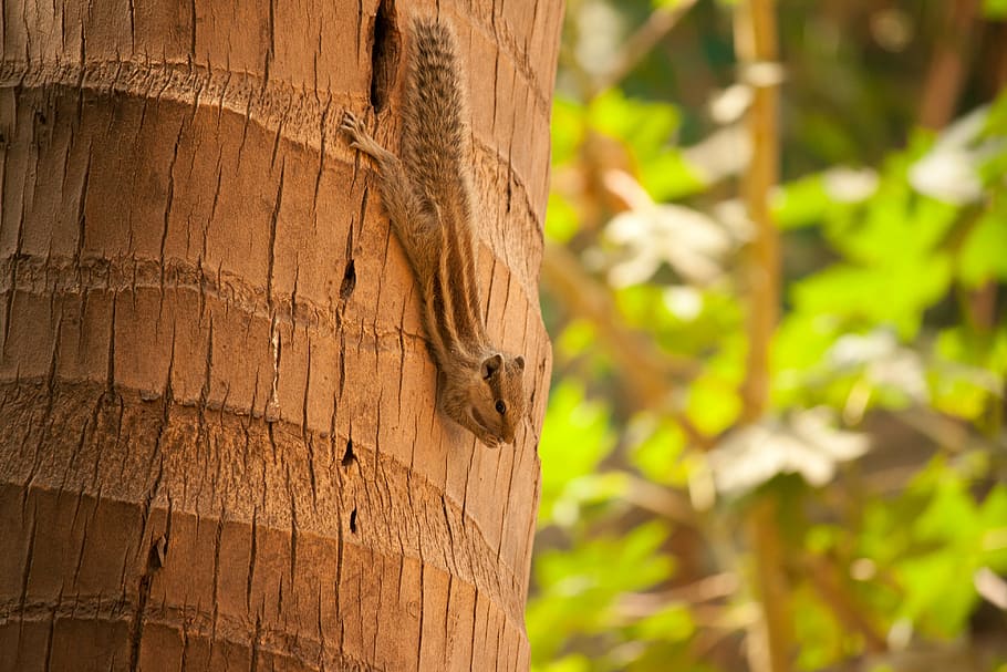 squirrel, palm tree, climbing, rodent, animal, cute, down, nature HD wallpaper