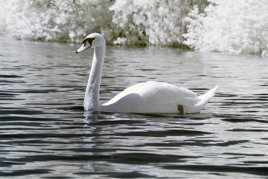 swan, bird, nature, white, wild, water, beautiful, elegance HD wallpaper
