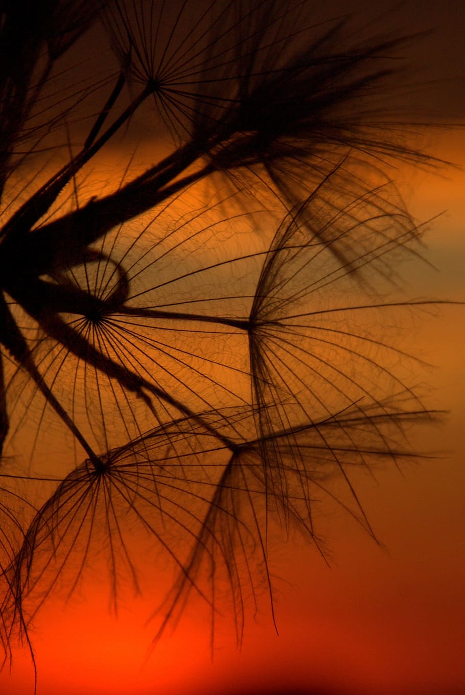Dandelion, Sunset, Evening, nature, night, beauty, no people HD wallpaper