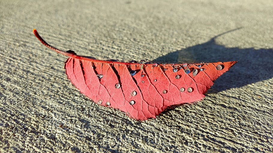 leaf, fall, red, autumn, color, november, maple, october, falling HD wallpaper