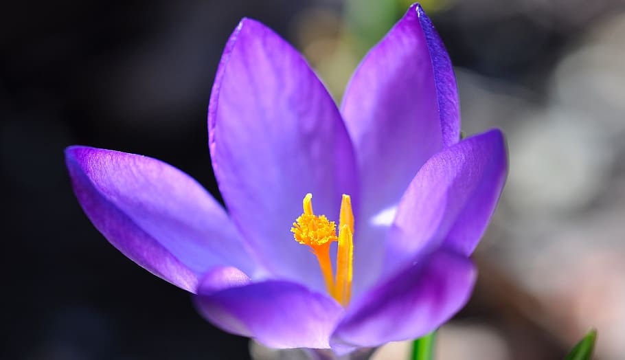 crocus, flower, blossom, bloom, plant, spring flower, purple HD wallpaper