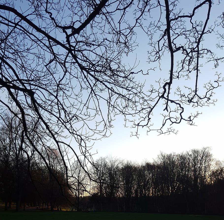 tree, sky, park, nature, blue, landscape, natural, outdoor HD wallpaper