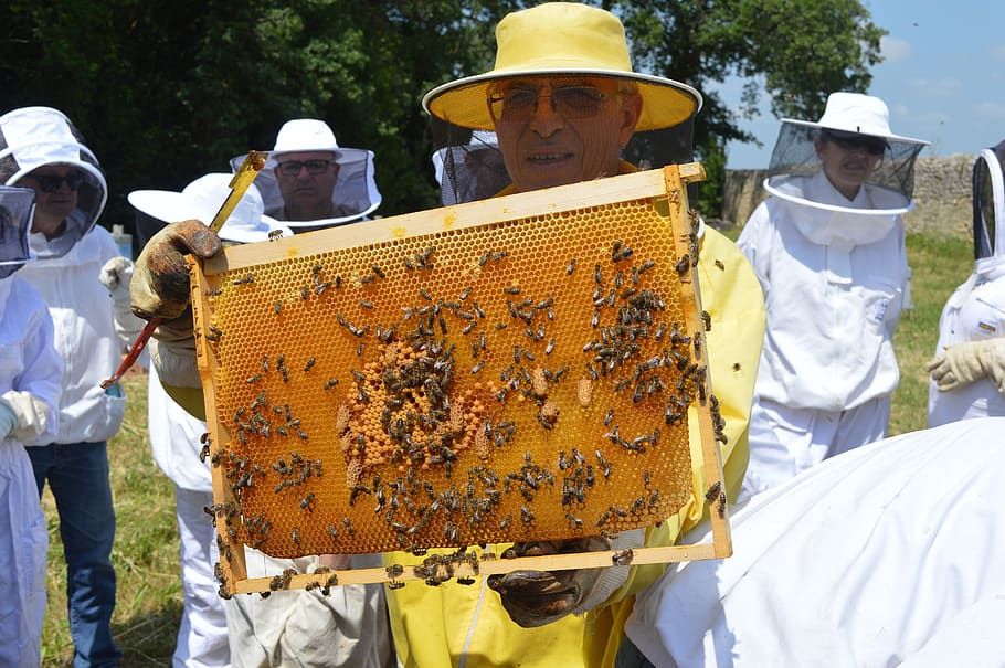 queen cells, replacement queen, supersedure, bee, beehive, apiculture HD wallpaper