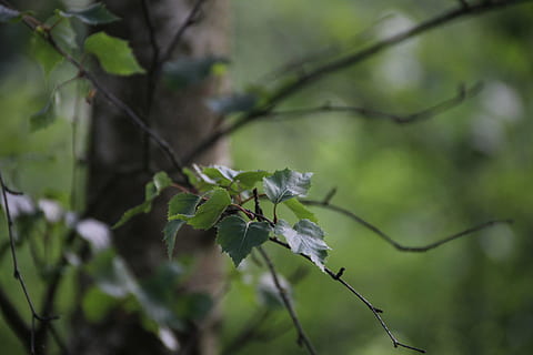 leaf, birch, nature, leaves, tree, green, bark, airy, tribe HD wallpaper