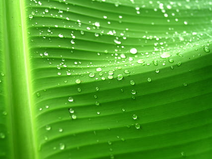 Water, Drops, Leaf, Grass, Green, Dew, rain, closeup, life HD wallpaper