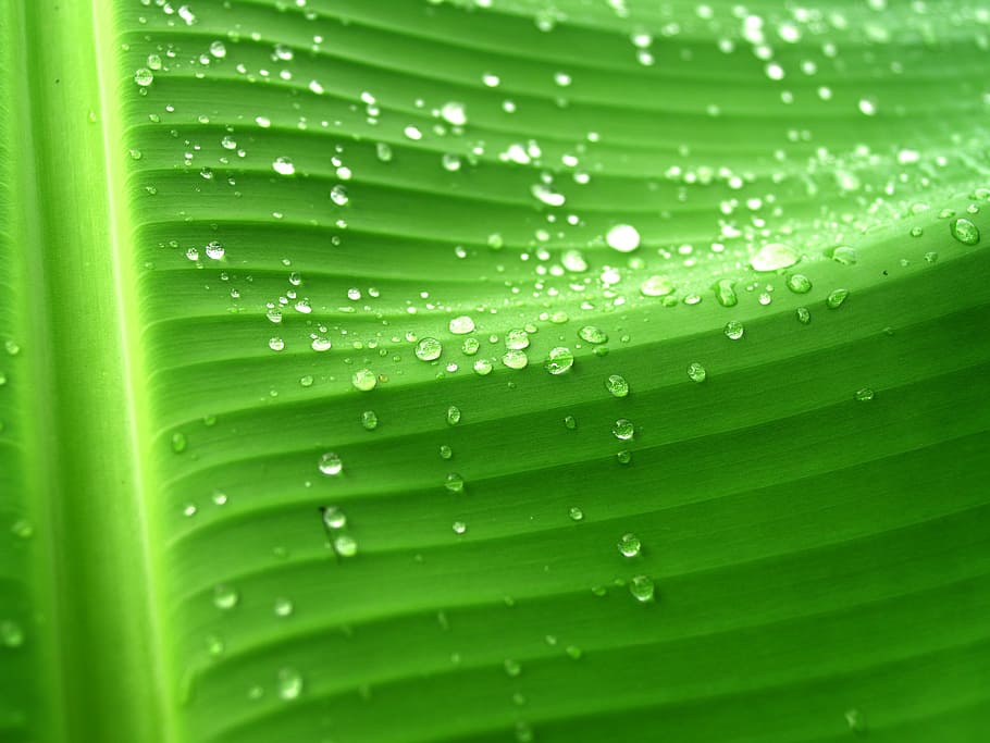 Water, Drops, Leaf, Grass, Green, Dew, rain, closeup, life HD wallpaper