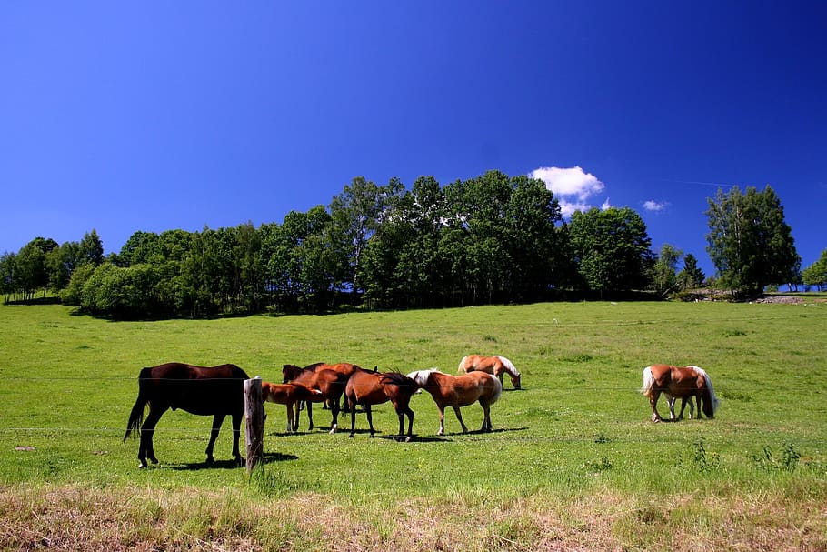 mountains, feast, horses, herd, plant, animal, animal themes HD wallpaper