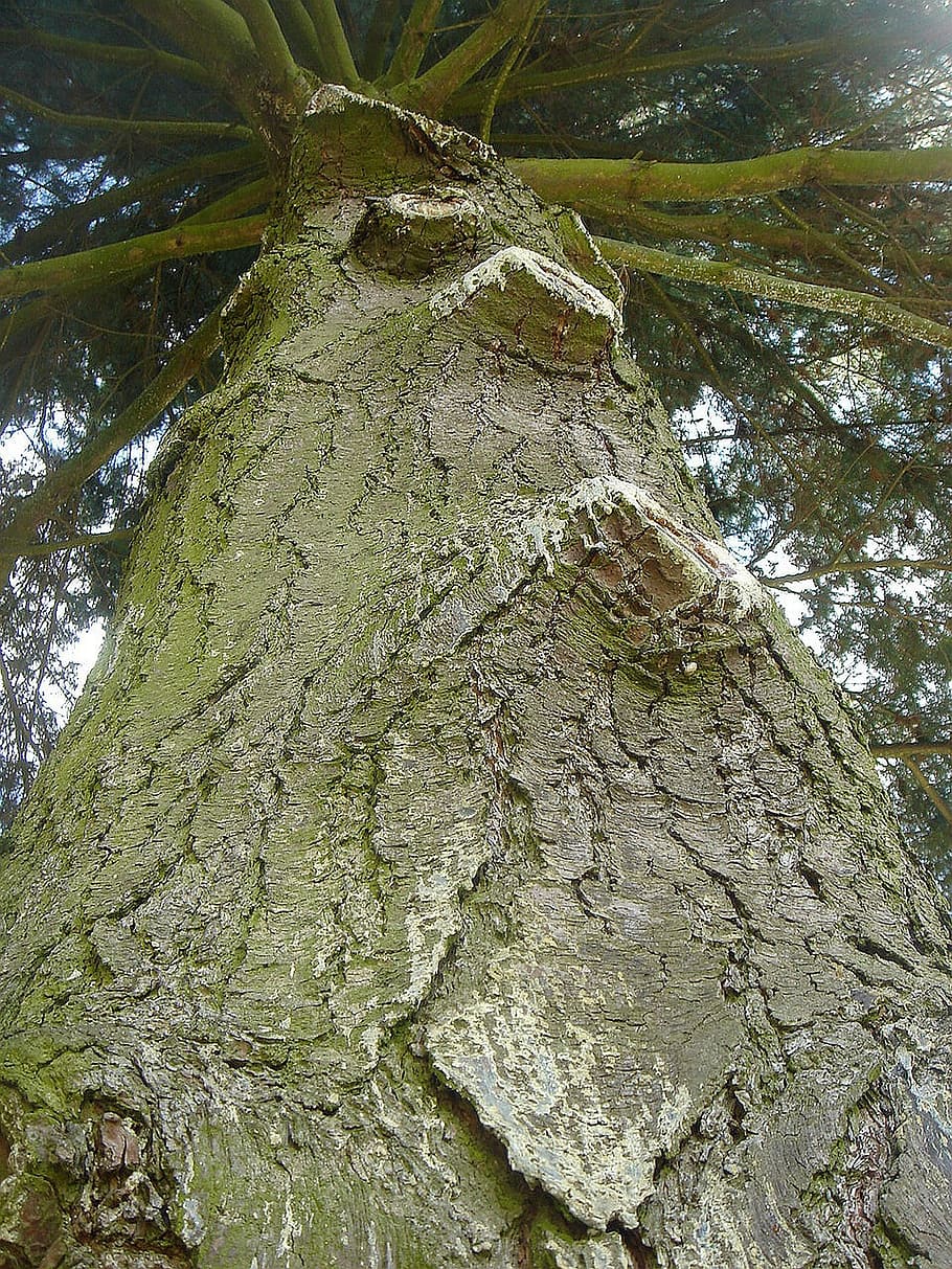 tree, height, wood, old, crown, nature, forest, tree Trunk HD wallpaper