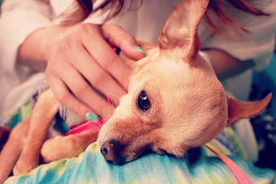 tan smooth Chihuahua, dog, pets, animal, chihuahua - Dog, cute HD wallpaper