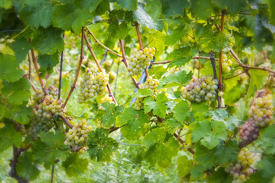 wine, grapes, green, vintage, cultivation, wine harvest, new wine, HD wallpaper