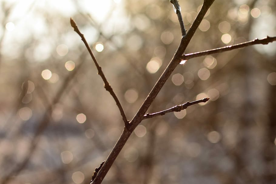 Branch, Water, Drip, Light, Rays, sparkle, reflect, aesthetic HD wallpaper